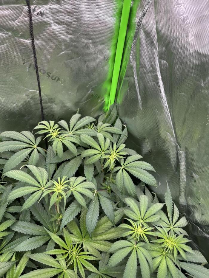 The modern classic: Orange Bud 2.0. Week 8