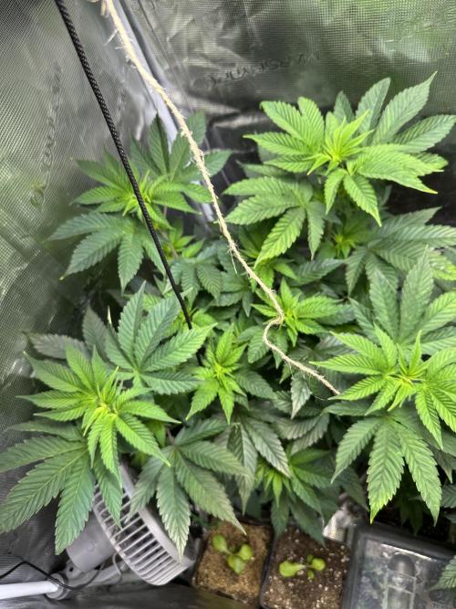 Mystery seed . Week 8