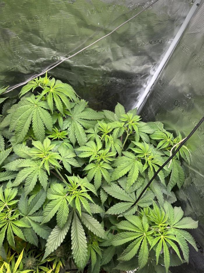 Ice Sweets: Frozen black cherry. Week 8