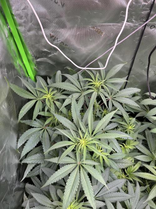 First copycat tryout. Week 8