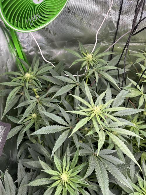 First copycat tryout. Week 9