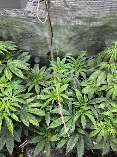 First copycat tryout. Week 9