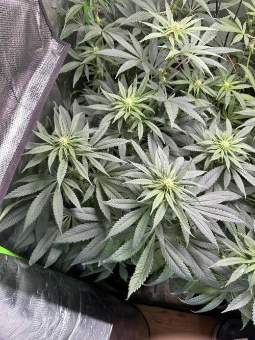 Medical grow: Painkiller XL. Week 9