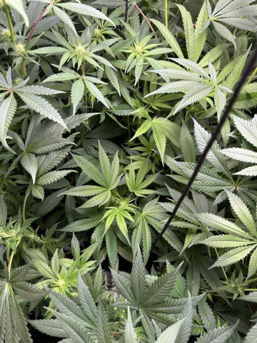 Medical grow: Painkiller XL. Week 9