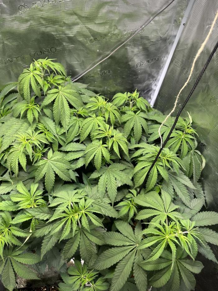 Ice Sweets: Frozen black cherry. Week 9