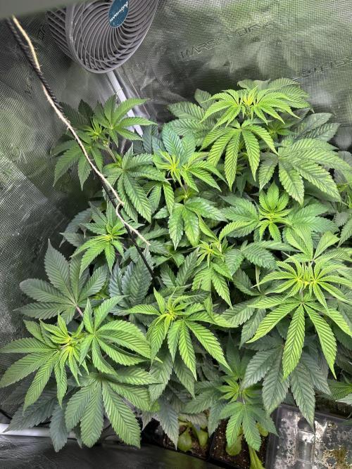 Mystery seed . Week 9