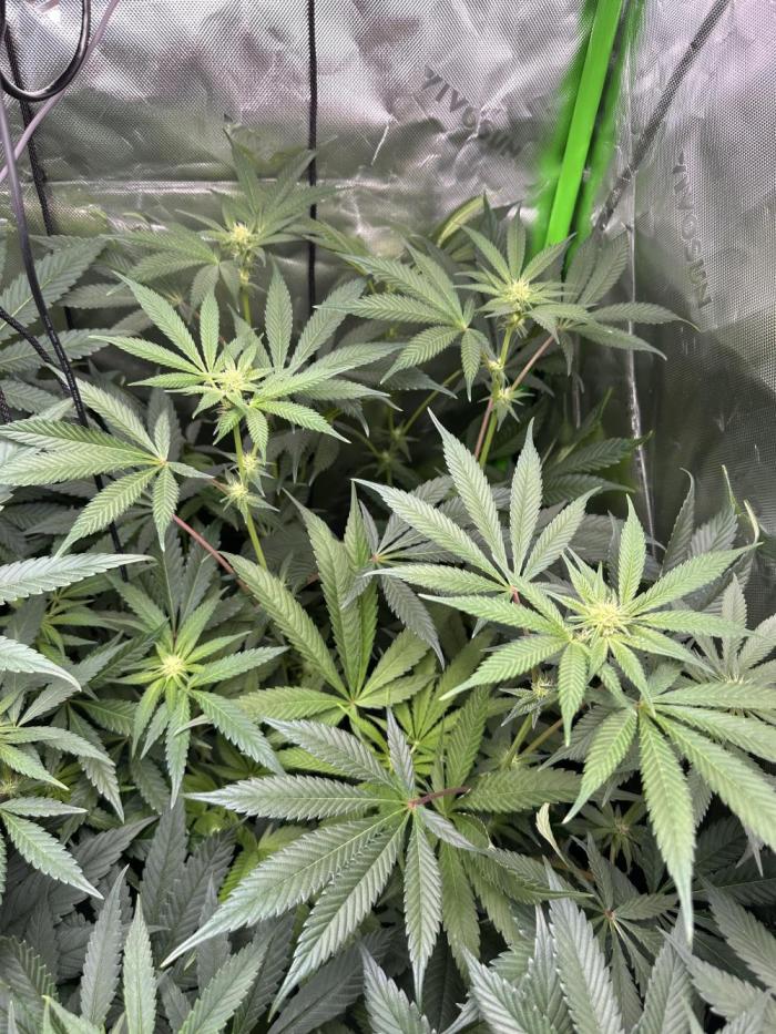 The modern classic: Orange Bud 2.0. Week 9