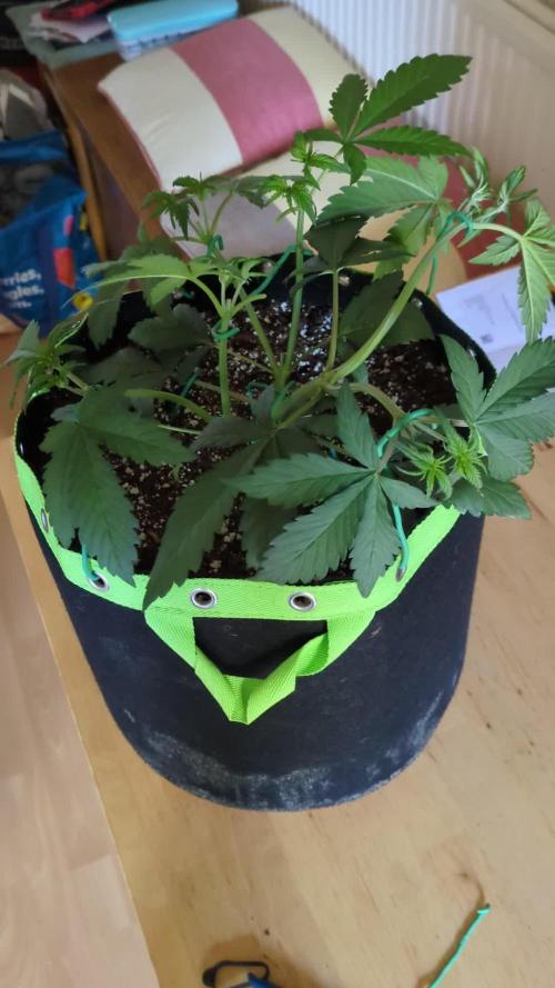 Frostbanger Auto by Fast Buds