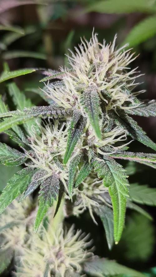 Frostbanger Auto by Fast Buds