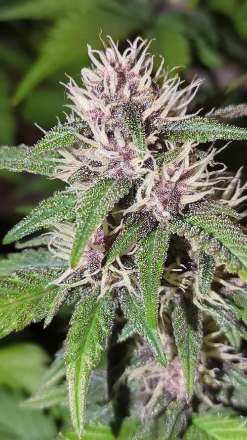 Frostbanger Auto by Fast Buds