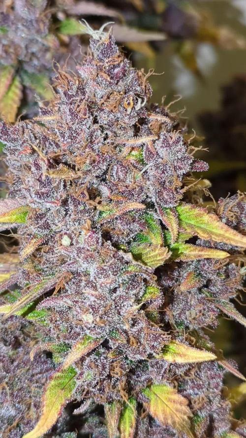 Frostbanger Auto by Fast Buds