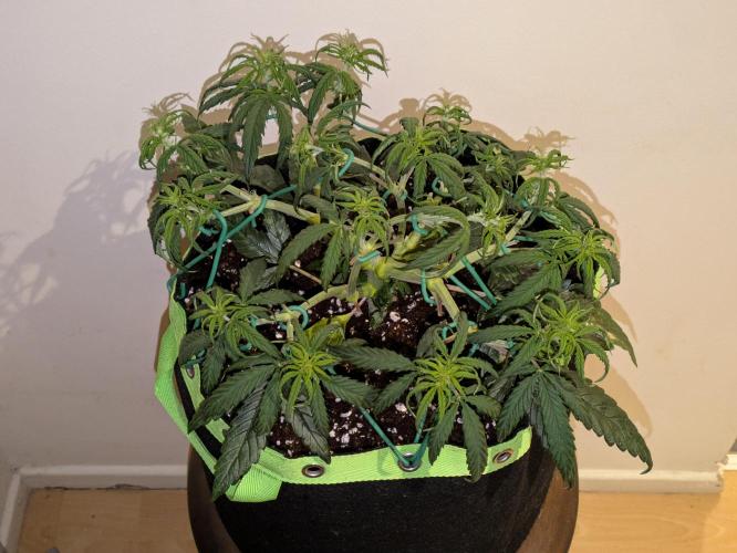 Afghan Kush Auto by Fast Buds. Week 5 - Damn she grows quick