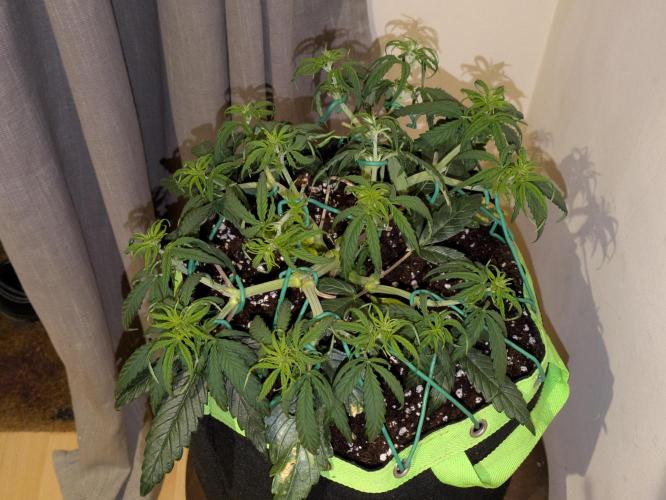 Afghan Kush Auto by Fast Buds. Week 5 - She's gna be monstrous!!