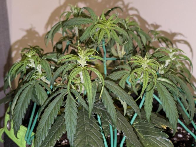 Afghan Kush Auto by Fast Buds. Week 5 - Smells super hashy already