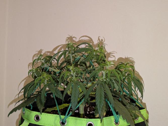 Afghan Kush Auto by Fast Buds. Week 5