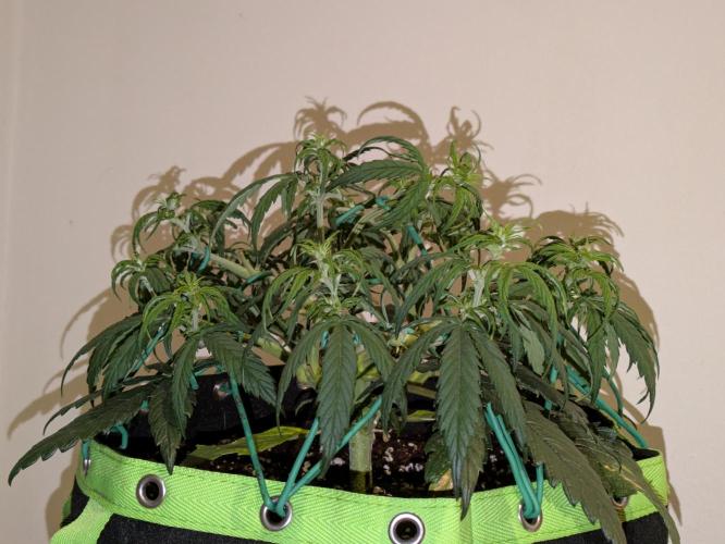 Afghan Kush Auto by Fast Buds. Week 5