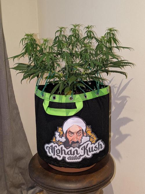 Afghan Kush Auto by Fast Buds. Week 6 - She's drinking an insane amount of water, 1L a day already