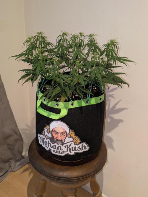 Afghan Kush Auto by Fast Buds. Week 6