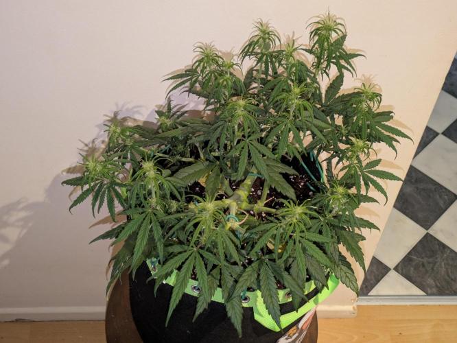 Afghan Kush Auto by Fast Buds. Week 6