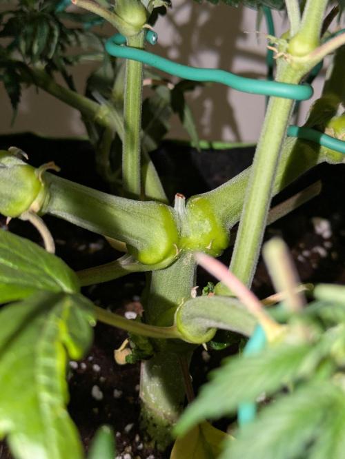 Afghan Kush Auto by Fast Buds. Week 6 - This stalk is the thickest I've ever seen... Big yields???