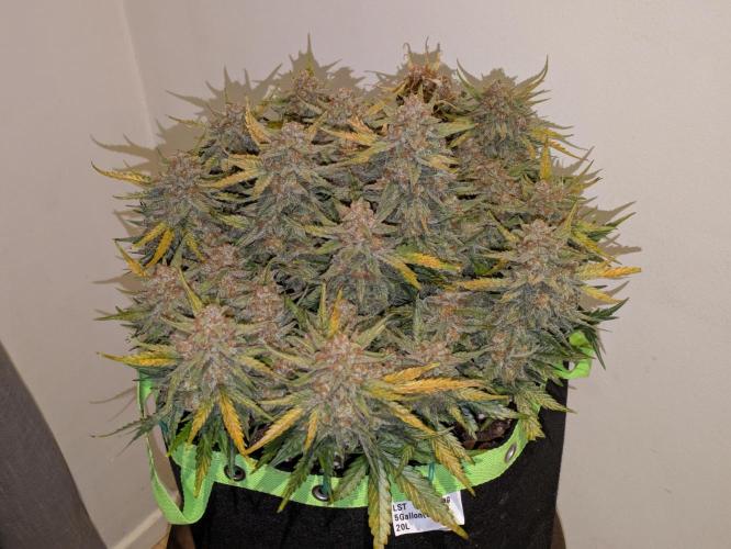 Z-Up Auto by Fast Buds. Week 12 - A wall of bud