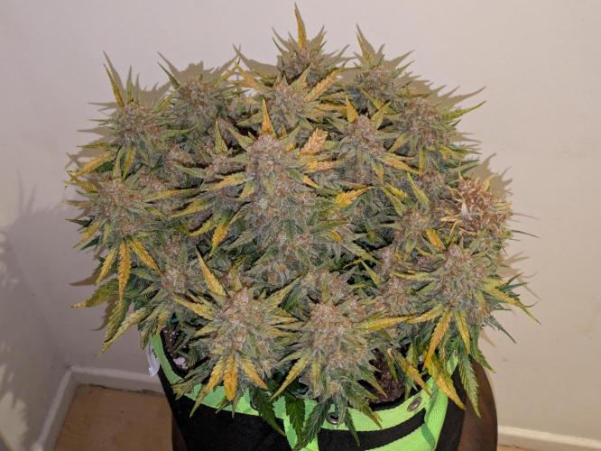 Z-Up Auto by Fast Buds. Week 12