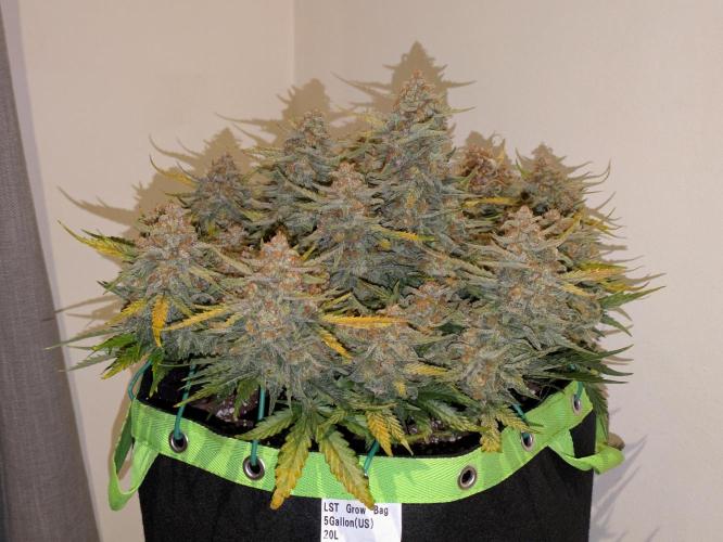 Z-Up Auto by Fast Buds. Week 12 - Absolute nugs