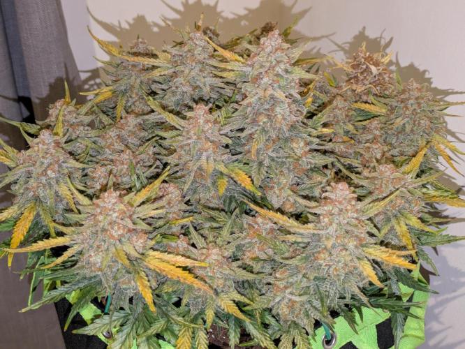 Z-Up Auto by Fast Buds. Week 12