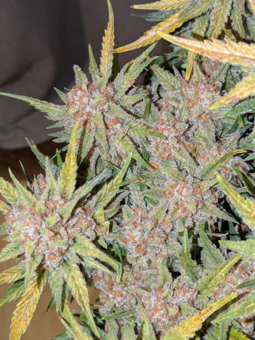 Z-Up Auto by Fast Buds. Week 12