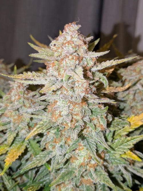 Z-Up Auto by Fast Buds. Week 12