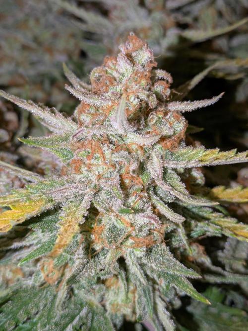 Z-Up Auto by Fast Buds. Week 12