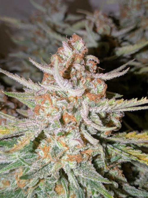 Z-Up Auto by Fast Buds. Week 12