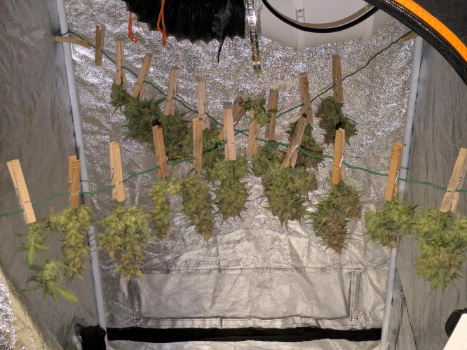 Z-Up Auto by Fast Buds. Week 12 - I'm guessing over 120g dry