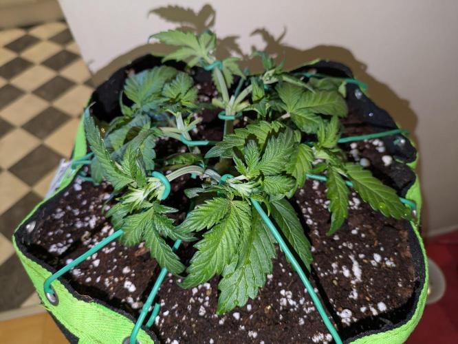 Apricot Auto by Fast Buds. Week 4