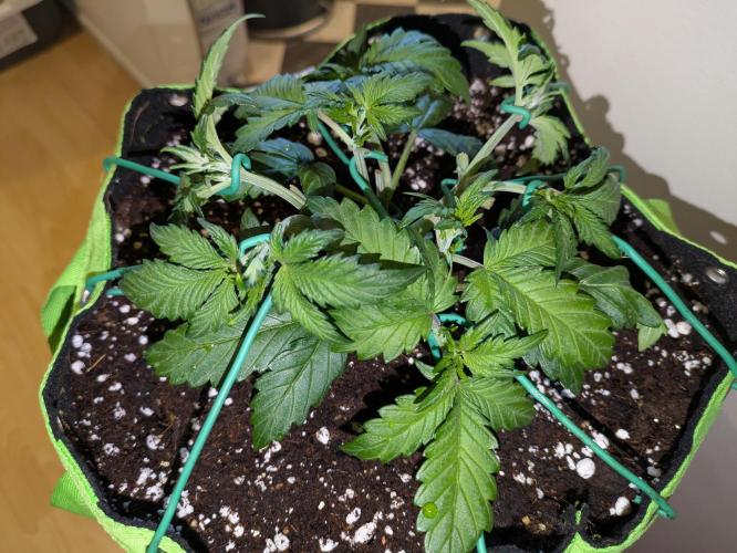 Apricot Auto by Fast Buds. Week 4