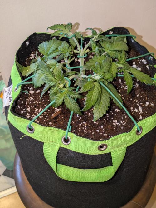 Apricot Auto by Fast Buds. Week 4