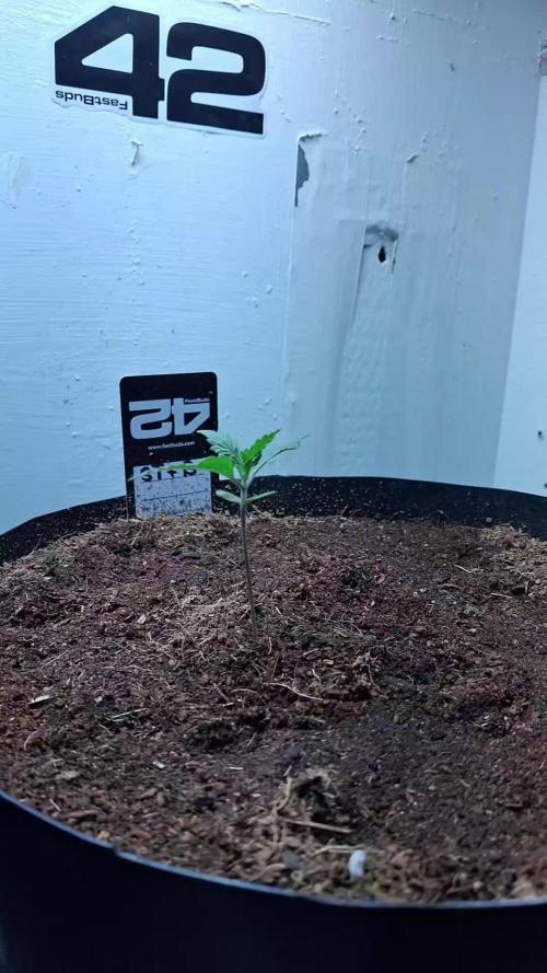 The banana 🍌 strawberry 🍓 grow off