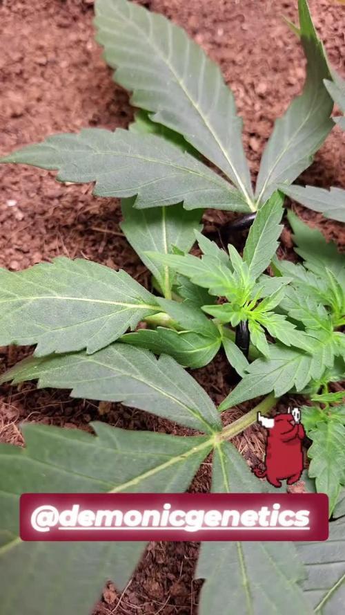 The banana 🍌 strawberry 🍓 grow off