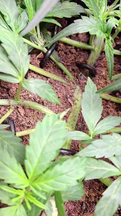 The banana 🍌 strawberry 🍓 grow off