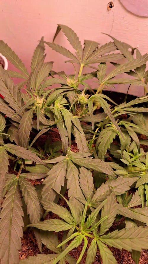 The banana 🍌 strawberry 🍓 grow off