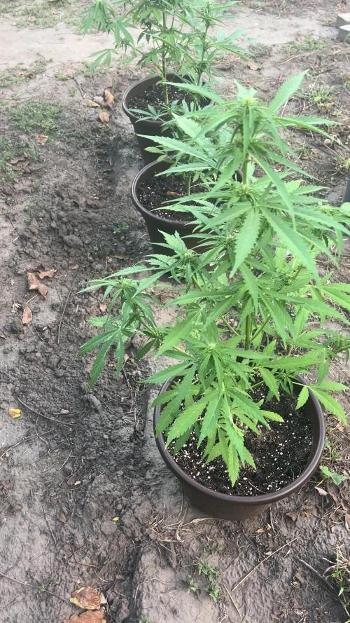 Gorilla glue auto