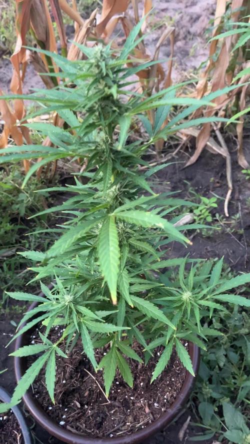 Gorilla glue auto