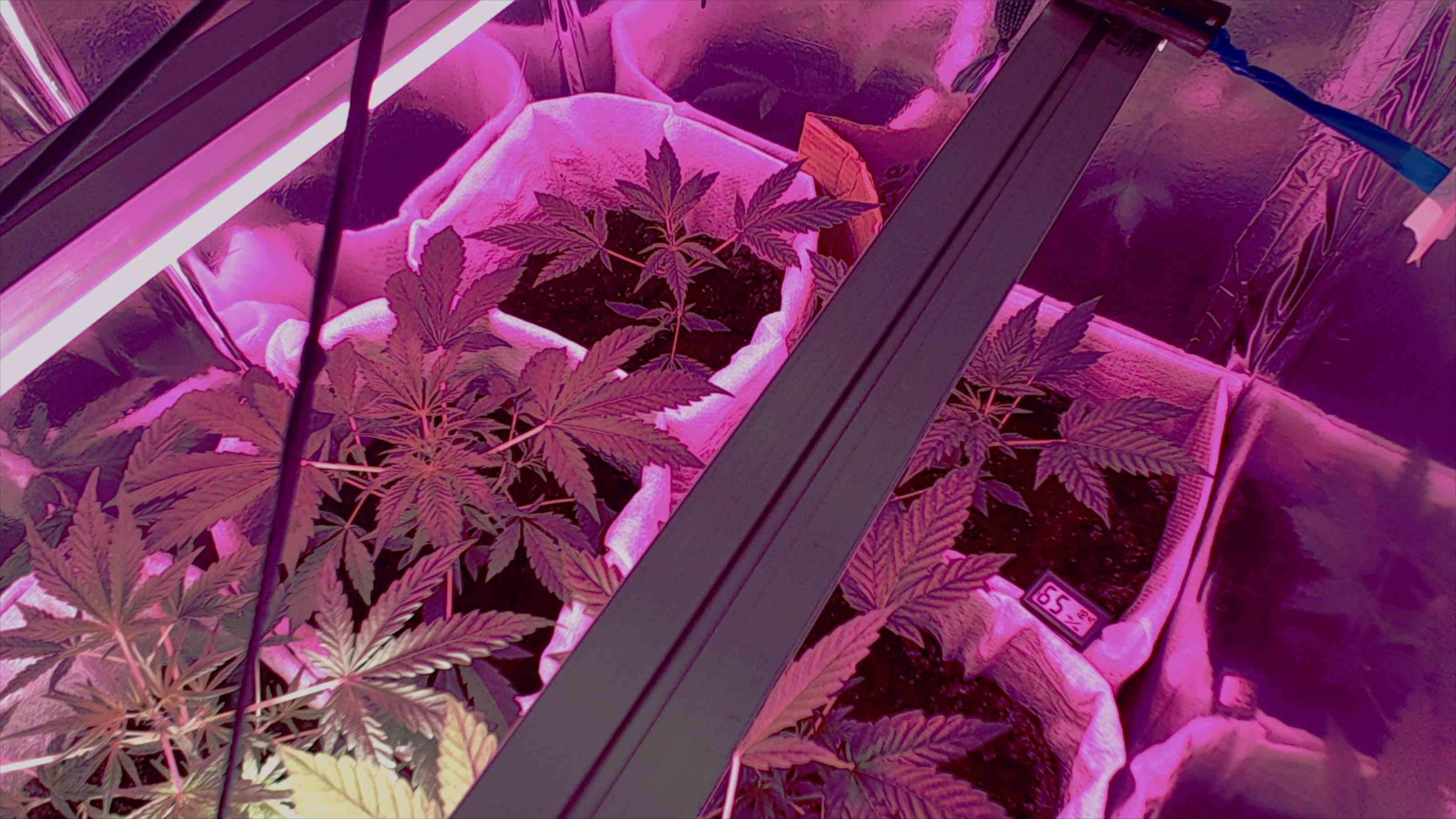 auto jack herer grow diary (journal) week5 by Surrics GrowDiaries