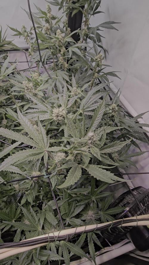 RQS Dynamite Diesel 80x80