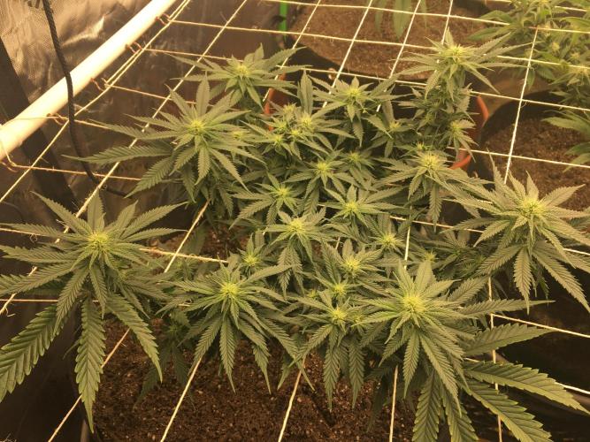 Making a driveway. Week 13 - RHP