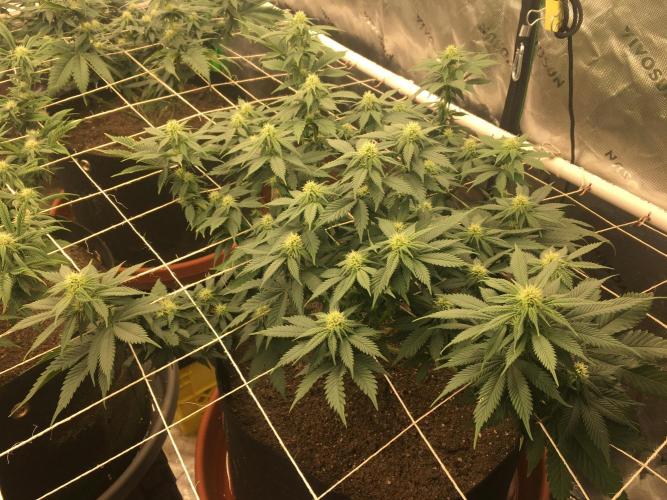 Making a driveway. Week 13 - The runt