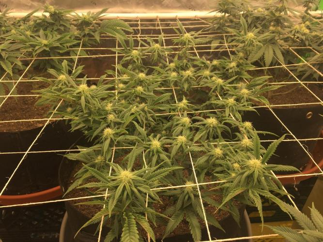 Making a driveway. Week 13 - WW RBX