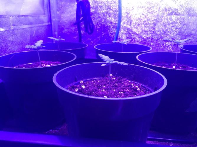 Let's Get Bombed. Week 1