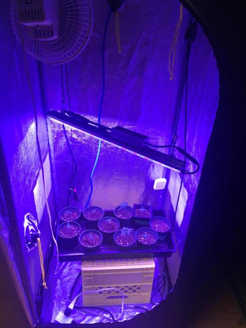 Let's Get Bombed. Week 1