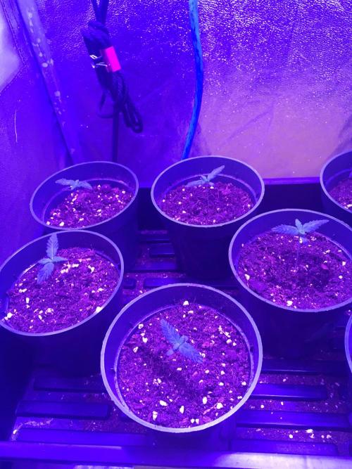 Let's Get Bombed. Week 1 - THC Bombs starting to show next leaves